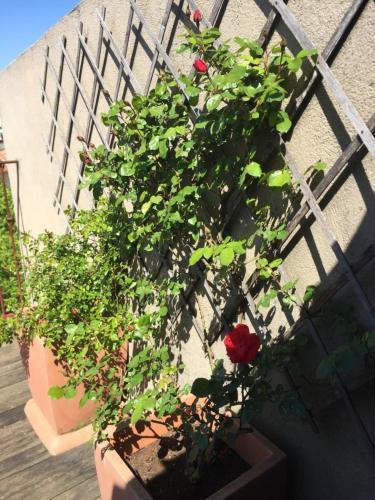 Les Florentines Carcassonne